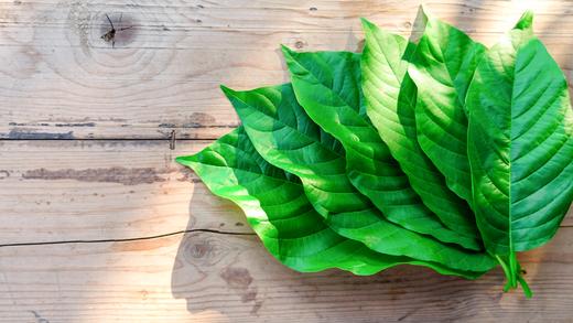 A Guide on Gold Kratom
