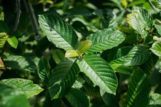 A Complete Guide on Green Thai Kratom: Benefits, Uses, and Effects
