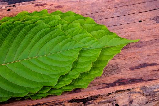 Everything You Need to Know About White Kratom