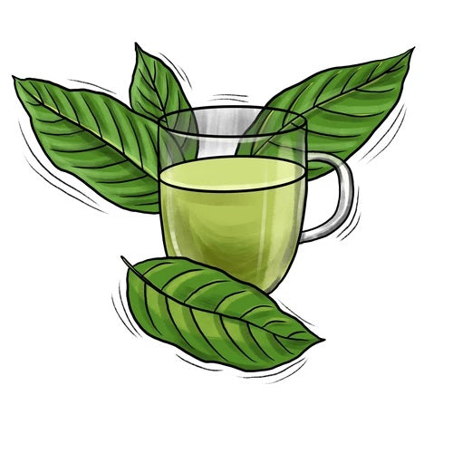 Kratom Tea and All Its Beneficial Properties