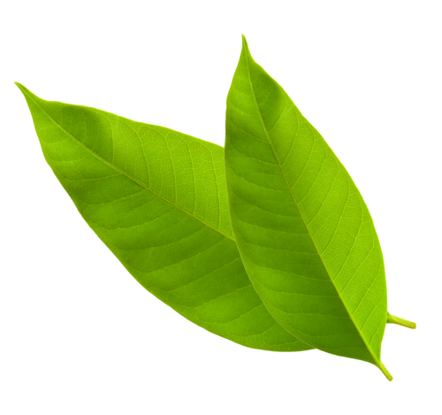 kratom leaf