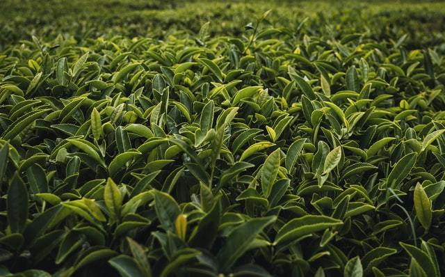 Green Kratom vs. White Kratom: What's the Difference?