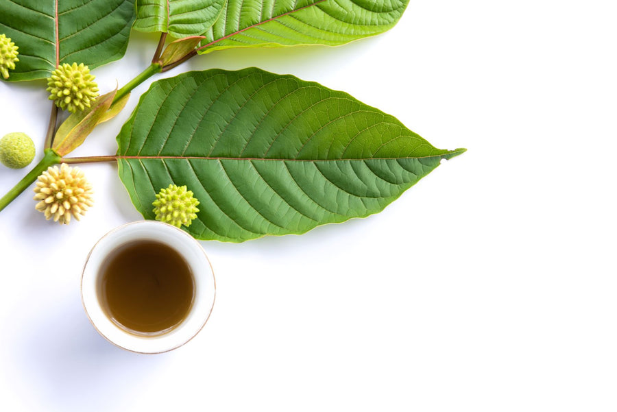 Kratom Powder vs. Extract: Understanding the Differences
